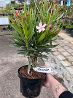 Oleander in pot, Tuin en Terras, Planten | Tuinplanten, Zomer, Ophalen of Verzenden