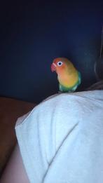 Gezocht! Tamme Agapornis vogel!, Dieren en Toebehoren, Vogels | Overige Vogels, Geslacht onbekend, Tam