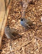 Californische kuifkwartel koppel, Dieren en Toebehoren, Vogels | Overige Vogels, Geringd