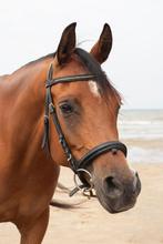 Verzorgpaardje aangeboden, Dieren en Toebehoren, Ophalen of Verzenden