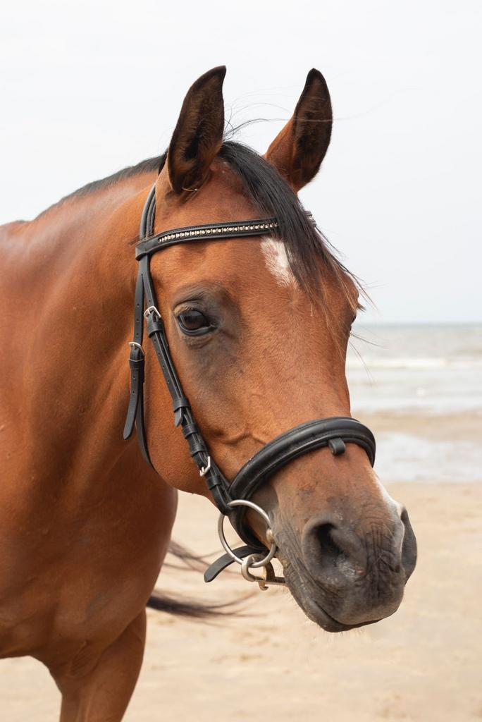 Verzorgpaardje aangeboden, Dieren en Toebehoren, Paarden en Pony's | Verzorgingsproducten, Ophalen of Verzenden