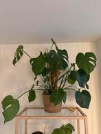 Mooie Monstera met plantenmand te koop!, Ophalen, Overige soorten, Halfschaduw, In pot