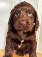Prachtig nestje Engelse Cocker Spaniel x Stabij x Labrador, Dieren en Toebehoren, Honden | Retrievers, Spaniëls en Waterhonden