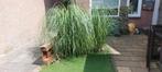 2x pluimgras, Tuin en Terras, Planten | Tuinplanten, Ophalen, Zomer, Siergrassen, Volle zon