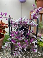 Kleurrijke Tradescantia ‘Nanouk’ – Eyecatcher!, Vaste plant, Halfschaduw, Zomer, Ophalen