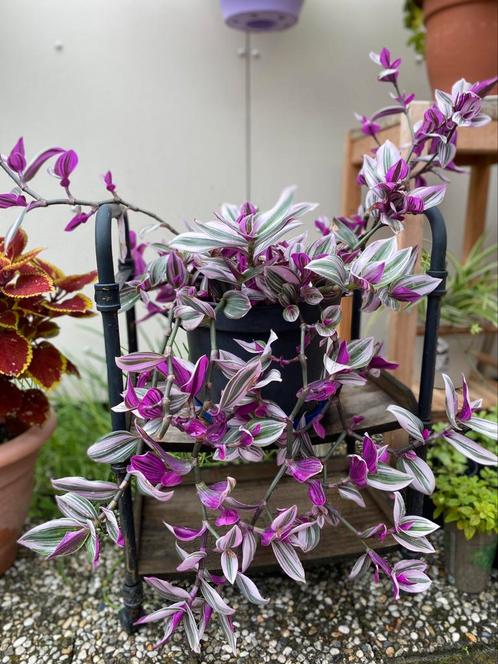 Kleurrijke Tradescantia ‘Nanouk’ – Eyecatcher!, Tuin en Terras, Planten | Tuinplanten, Vaste plant, Overige soorten, Halfschaduw