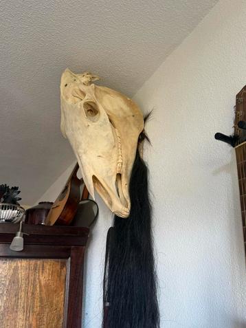 Originele Paardenschedel met Staart beschikbaar voor biedingen