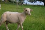 Easy care rammetjes, Dieren en Toebehoren, Schapen, Geiten en Varkens, Mannelijk, Schaap, 0 tot 2 jaar
