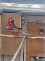 Koppel rosella, Dieren en Toebehoren, Meerdere dieren, Parkiet, Geringd