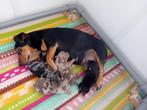 Jack Russell / dwerg pincher pups, Jack Russell Terriër, 8 tot 15 weken, Meerdere, Meerdere dieren