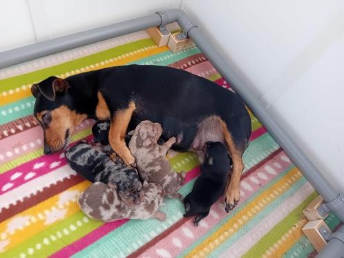 Jack Russell / dwerg pincher pups, Dieren en Toebehoren, Honden | Jack Russells en Terriërs, Meerdere dieren, Jack Russell Terriër