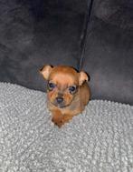 Chihuahua, Overige rassen, Teef, Eén hond, Nederland