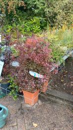 Japanse esdoorn ‘shaina’ nu 25% korting, Tuin en Terras, Ophalen
