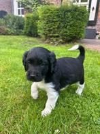 Friese Stabij pups, 8 tot 15 weken, CDV (hondenziekte), Meerdere, Nederland