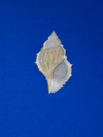 Bufonaria subgranosa, Ophalen of Verzenden, Schelp(en)