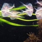 Carnegiella marthae, Dieren en Toebehoren, Vissen | Aquariumvissen, Vis