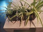 3x graslelie, Ophalen of Verzenden, Overige soorten, Minder dan 100 cm