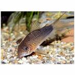 corydoras similis €6,95, Dieren en Toebehoren, Vissen | Aquariumvissen, Vis, Zoetwatervis