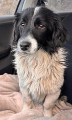 PRACHTIG, MENSGERICHT, LIEF TEEFJE, BIMBA KLEIN MIDDELMAATJE, Dieren en Toebehoren, Honden | Niet-rashonden, 15 weken tot 1 jaar