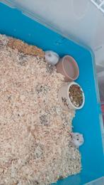 Dwerghamsters, Dieren en Toebehoren, Knaagdieren, Hamster, Juli, Meerdere dieren, Tam