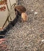 Japanse kwartels, Dieren en Toebehoren, Vogels | Overige Vogels, Vrouwelijk, Tropenvogel
