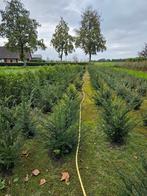 Taxus Baccata, Tuin en Terras, Planten | Bomen, Ophalen, Bloeit niet, Halfschaduw, Overige soorten