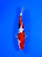 VHQ Tateshita Beni Kumonryu 27-32cm Japanse koi, Dieren en Toebehoren, Vissen | Vijvervissen, Karper of Koi