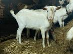 Hoornloze witte bok, Dieren en Toebehoren, Schapen, Geiten en Varkens, Mannelijk, Geit, 0 tot 2 jaar