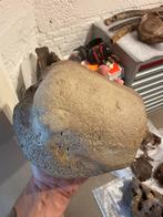 Zeer grote mammoet astragalus, Verzamelen, Mineralen en Fossielen, Ophalen of Verzenden, Fossiel