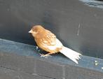 Witte phaeo kanarie pop, Dieren en Toebehoren, Vogels | Kanaries, Vrouwelijk, Kleurkanarie