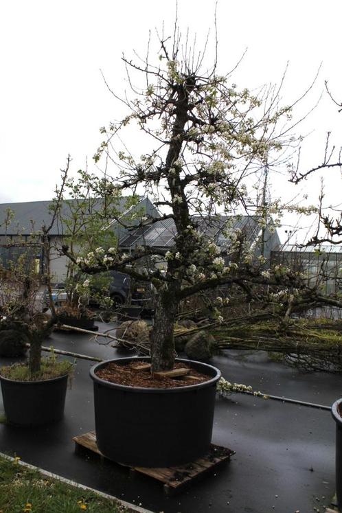Unieke 60-jarige Saint-Remy (stoof)perenbomen Zuid-Holland, Tuin en Terras, Planten | Fruitbomen, Perenboom, 250 tot 400 cm, Volle zon