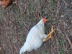 Haantjes leghorn en barnevelder, Dieren en Toebehoren, Pluimvee, Mannelijk, Kip