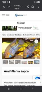 Amatitlania sajica, Dieren en Toebehoren, Vis