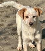 FREIDA LIEF SPEELS MENSGERICHT, PUP,  MIDDELMAAT ZOEKT FAMIL, Particulier, Rabiës (hondsdolheid), 15 weken tot 1 jaar, Buitenland