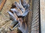 Duitse Reuzen 4 mannetjes. Geboren 1 juli. 10euro, Dieren en Toebehoren, Konijnen, Mannelijk, Groot