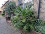 Europese dwergpalm (winterhard), Volle zon, Vaste plant, Zomer, Ophalen