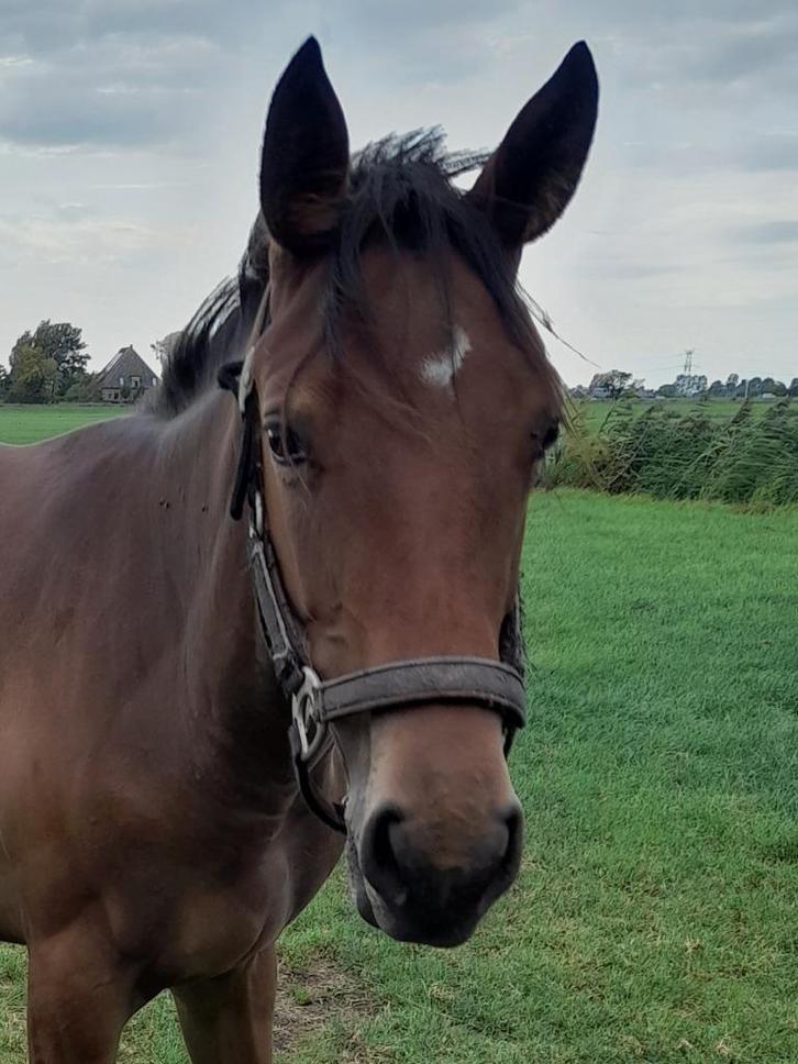 Enter merrie, Dieren en Toebehoren, Paarden, Merrie, Onbeleerd, Minder dan 160 cm, 0 tot 2 jaar, Springpaard, Gechipt, Ontwormd