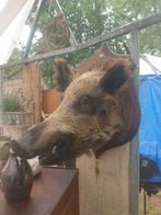 Stoere zwijnkop wildzwijn, Verzamelen, Dierenverzamelingen, Ophalen of Verzenden, Zo goed als nieuw, Wild dier, Opgezet dier