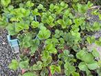 Laatste aardbeienplanten, 40 stuks!!! Koopje!!!, Tuin en Terras, Planten | Tuinplanten, Ophalen