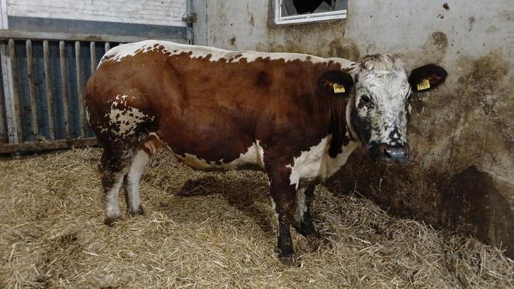 prachtige drachtige witrik Dikbil koe, Dieren en Toebehoren, Runderen, Vrouwelijk, 0 tot 2 jaar