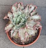 Echeveria madiba, Vetplant, Minder dan 100 cm, Bloeiende kamerplant, Halfschaduw