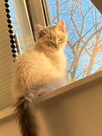 Katten & knaagdieren oppas  (& post/plantjes water geven, Diensten en Vakmensen, Dieren | Katten | Verzorging, Oppas en Les