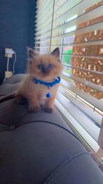 Ragdoll kittens, Dieren en Toebehoren, Katten en Kittens | Raskatten | Langhaar