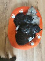 🥰 Prachtige Ragdoll kittens (nog (2) beschikbaar) 😍, Poes