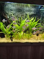 Grote Bloedvlektetra's nog 10 stuks over, Dieren en Toebehoren, Vissen | Aquariumvissen, Vis