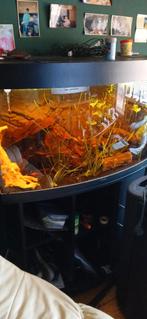 Jewel aquarium met vissen en pomp compleet, Ophalen, Zo goed als nieuw, Gevuld zoetwateraquarium
