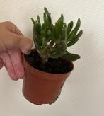 Crassula horntree, Ophalen, Vetplant, Minder dan 100 cm