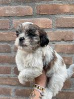 Boomer pups, maltezer x shitzu puppys, Dieren en Toebehoren, Honden | Chihuahua's en Gezelschapshonden, Overige rassen, CDV (hondenziekte)