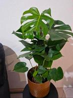 Planten, Huis en Inrichting, Kamerplanten, Ophalen, Halfschaduw, Minder dan 100 cm