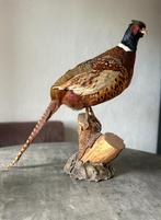 Opgezette bosfazant in goede staat, Ophalen, Gebruikt, Vogel, Opgezet dier